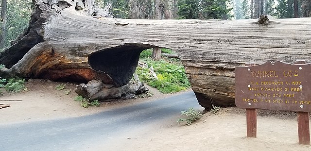 Tunnel Log